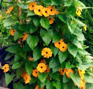 Tunbergia Thunbergia Alata Orange Star Pnącze