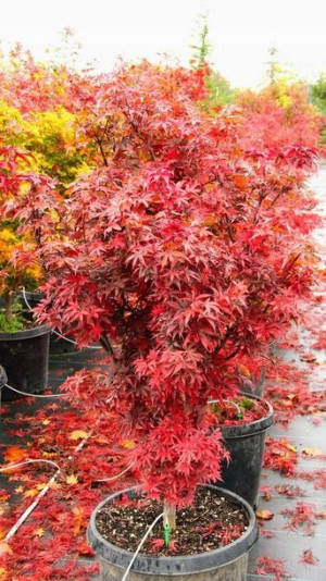 Acer Palmatum Czerwony Klon Palmowy Barwne Liście