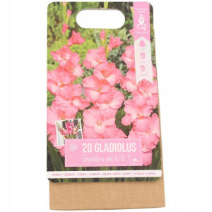 Cebulki kwiatowe Gladiole Mieczyki 20 sztuk różowe