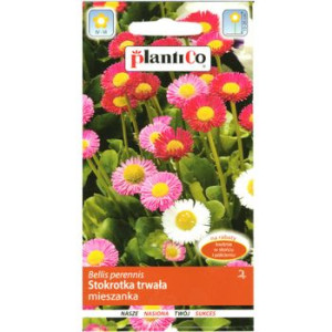 PlantiCo Stokrotka trwała mieszanka