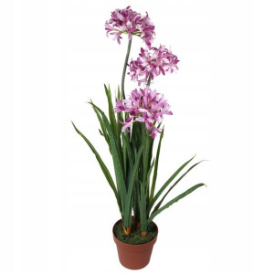 Czosnek w doniczce 85 cm