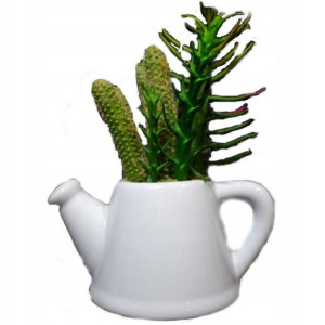 Mix sukulentów w białej ceramicznej konewce