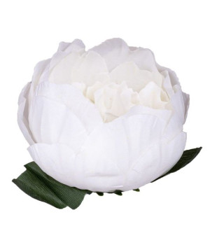 Peonia główka biała