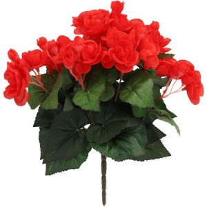 Begonia w bukiecie czerwona