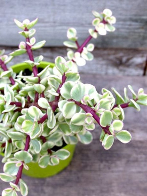Portulacaria Afra Drzewko Bonsai Variegata Maluch