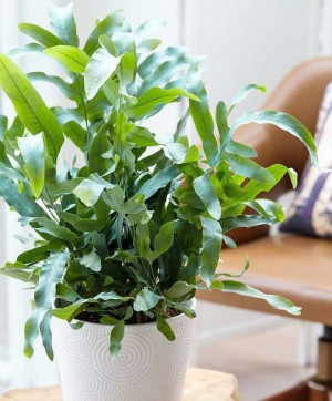 Phlebodium Aureum Blue Star Duża Paproć Złocista