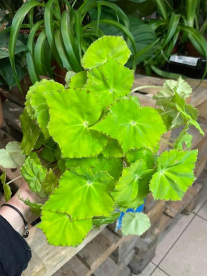 Begonia Beleaf Lima Love'