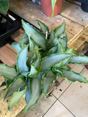 Murdannia loriformis 'Bright Star'