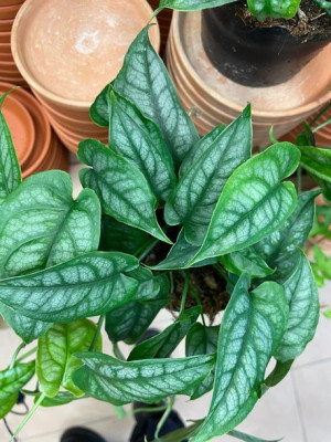 monstera siltepecana GĘSTA