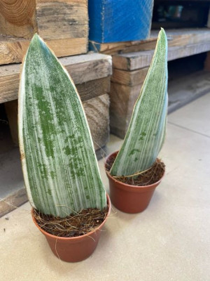 sansevieria metallica silver siam