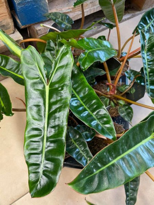 filodendron philodendron billietiae  - roślina kolekcjonerska