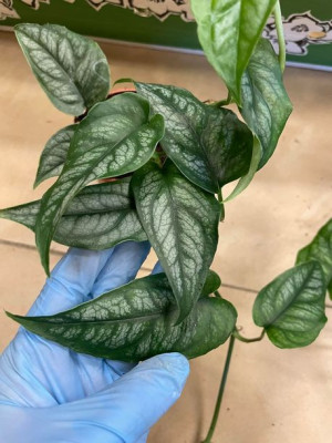 monstera siltepecana  MALUCH