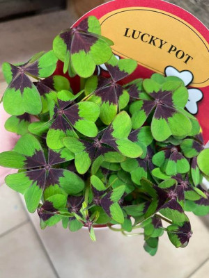 Oxalis deppei Szczawik Deppego