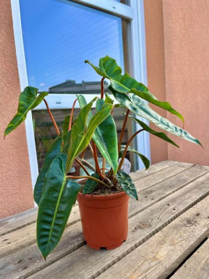 filodendron philodendron billietiae  - roślina kolekcjonerska  XL