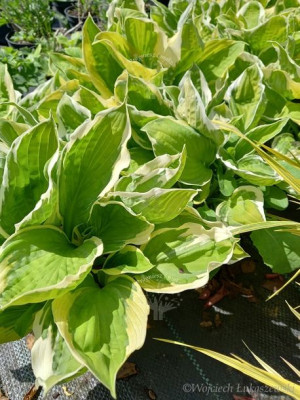 Funkia Curly Fries Hosta sadzonka