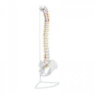 Kręgosłup z miednicą męską - 76 cm - model anatomiczny PHYSA 10040254 PHY-S