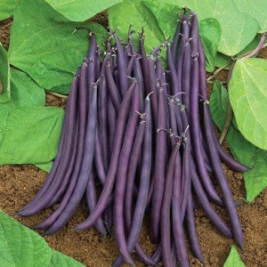 Fasola szparagowa PURPLE TEEPEE duża paczka 30g/