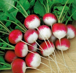 Rzodkiewka Krakowianka duza paczka 10g/