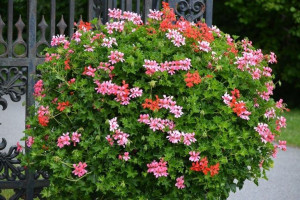 Nasiona Pelargonia Zwisająca Na Balkon