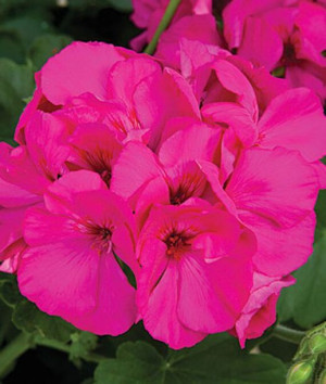 Nasiona Pelargonia Rabatowa Różowa 0.05g