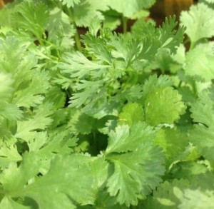 Kolendra 10 g BIO susz do waporyzacji