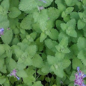 Kocimiętka 10 g BIO susz do waporyzacji