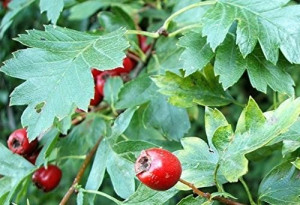 Liście głogu 10g BIO susz do waporyzacji