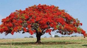 Płomień Afryki (Delonix Regia) 5 nasion