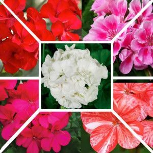 Zestaw nasion do uprawy kwiaty PELARGONIA 5op.