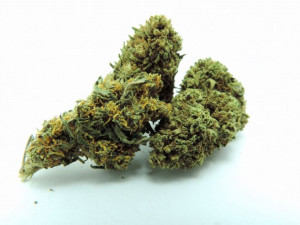 Mango Cheese 10g / 7% CBD