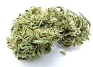 Sativa Buds 2g / 5,2% CBD