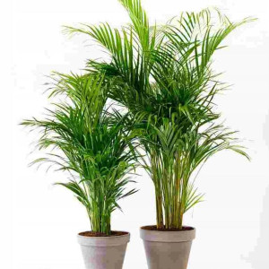 Palmy mieszanka mix palm 5 nasion