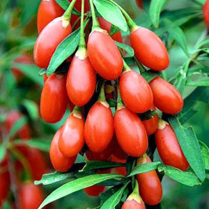 Jagody goji kolcowój - nasiona