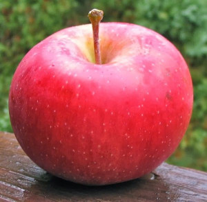 Jabłoń Novamac Odporna Na Parcha Aromatyczna Sadzonki