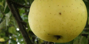 Jabłoń Kosztela Smak Naszych Dziadków Sadzonki