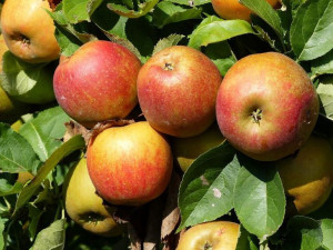 Jabłoń Koksa Pomarańczowa Na Przetwory I Wypieki Sadzonki