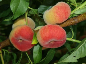 Brzoskwinia SATURN UWIELBIANE PRZEZ DZIECIA sadzonki