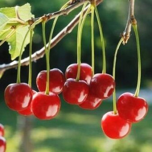 WIŚNIA NANA NA PYSZNE SOKI I DŻEMY sadzonki