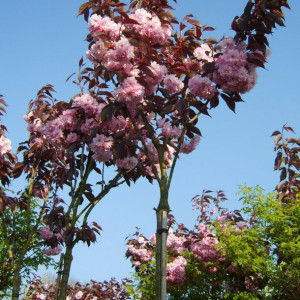 WIŚNIA ROYAL BURGUNDY NA PNIU 200 CM sadzonka