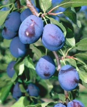 ŚLIWA BLUEFRE DESEROWA, DO SUSZENIA sadzonka