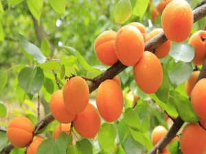 Morela Early Orange Na Przetwory I Mrożonki Sadzonka