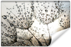 Fototapeta FLIZELINOWA Dmuchawiec i Krople Deszczu 3D 300cm x 210cm