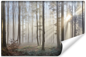 Fototapeta Mglisty Krajobraz Leśny Efekt 3D 405cm x 270cm