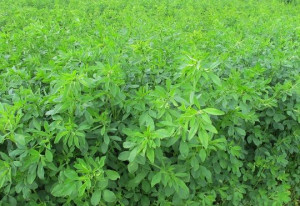 Lucerna Siewna GEA Otoczkowana kwalifikat C1  1kg