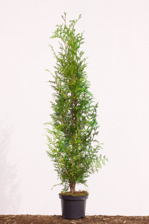 Tuja Brabant 50 Sadzenie Gratis