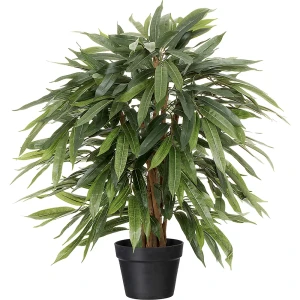 Weeping Ficus, im Kunststofftopf, Höhe 800 mm kaiserkraft