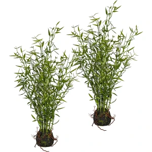 kaiserkraft Minifolhas de bambu, embalagem de 2 unid., altura aprox. 600 mm, em fardo de musgo com raízes, Minifolhas de bambu, embalagem de 2 unid.,