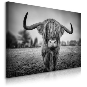 Obraz Do Sypialni Dzika Krowa Szkocka  120x80 Natura Czarno-Biały Pejzaż