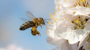 Fototapete Andere bee, Insekt, Blume, Makro, fliegen