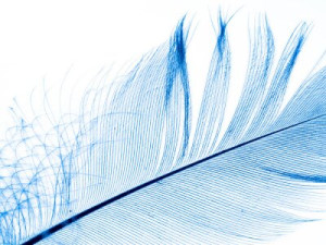Fototapete Andere Feder, Gefieder, Makro, Großansicht, Vogel